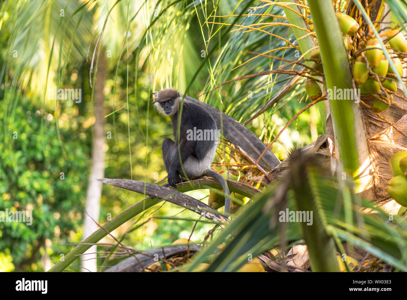 Le scimmie e di fauna selvatica sul sito della giungla, dietro la piccola cittadina di Unawatuna, Sri Lanka Foto Stock