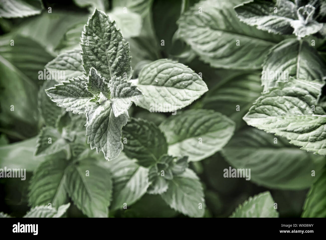 La menta è una pianta medicinale. Foto Stock