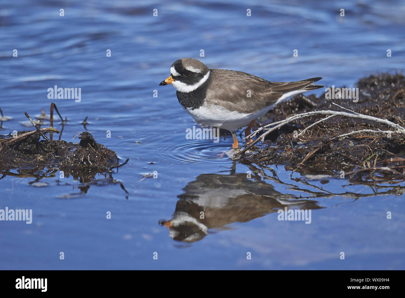 Comune piviere cerchiati Foto Stock