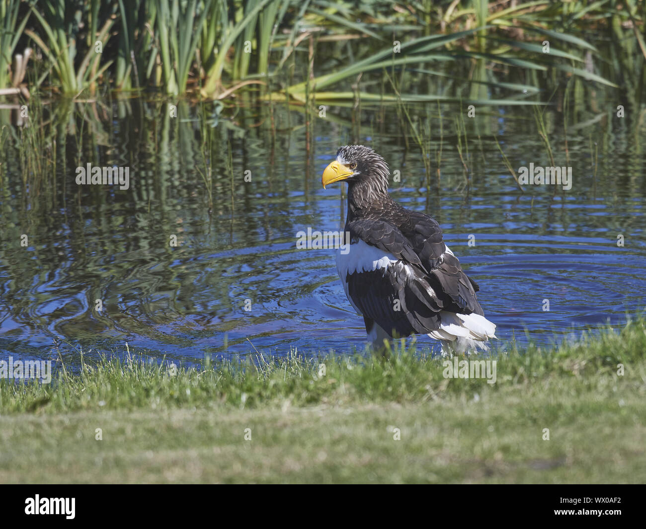 Giant sea eagle Foto Stock