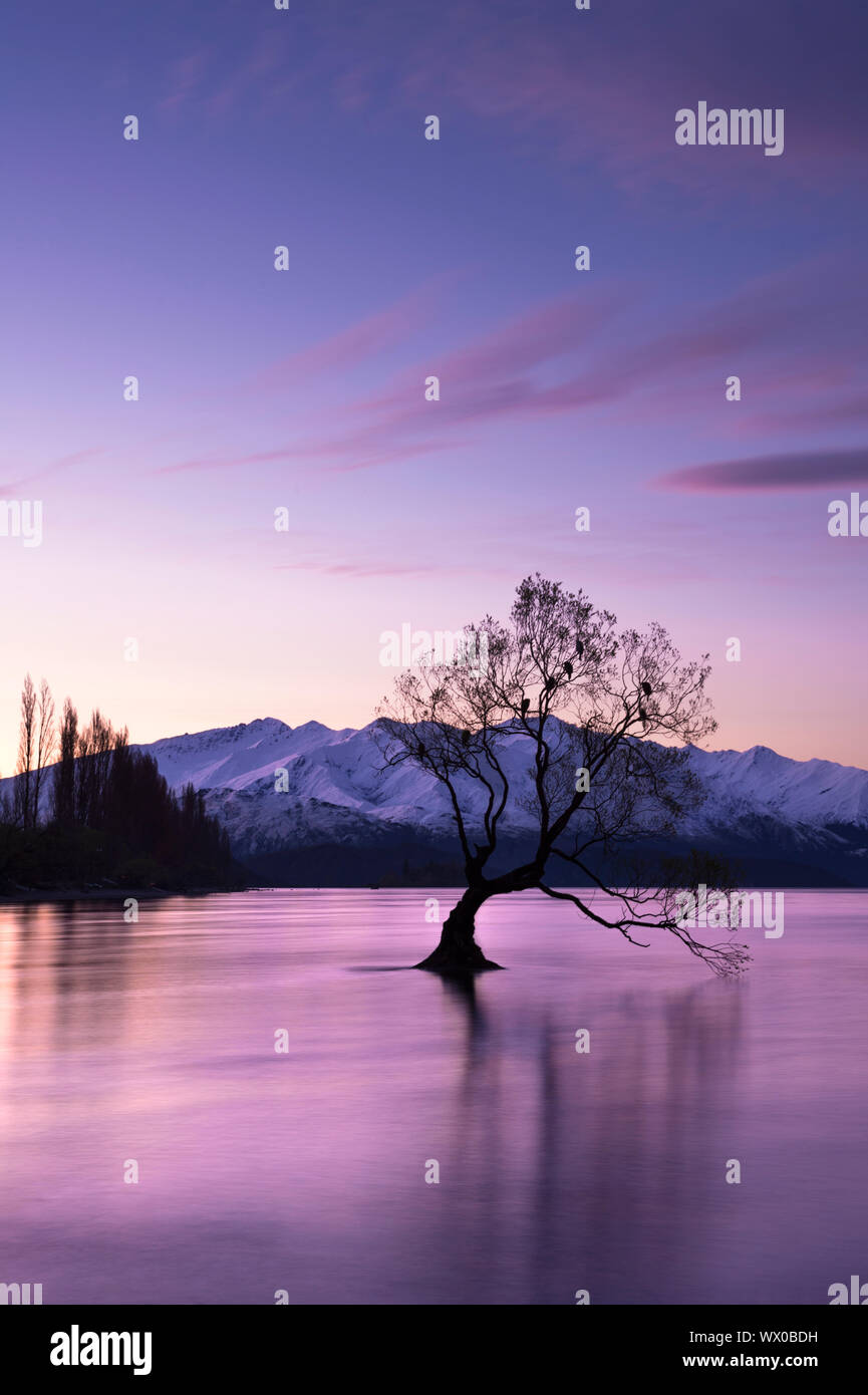 Il Wanaka Tree al tramonto sostenuta da montagne innevate, Wanaka, Otago, South Island, in Nuova Zelanda, Pacific Foto Stock