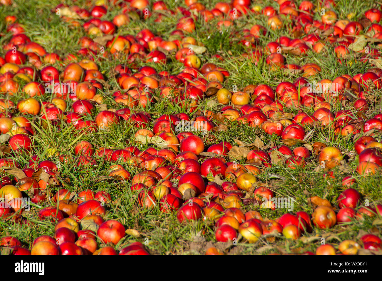 Prato di frutta con mele come frutta caduta Foto Stock