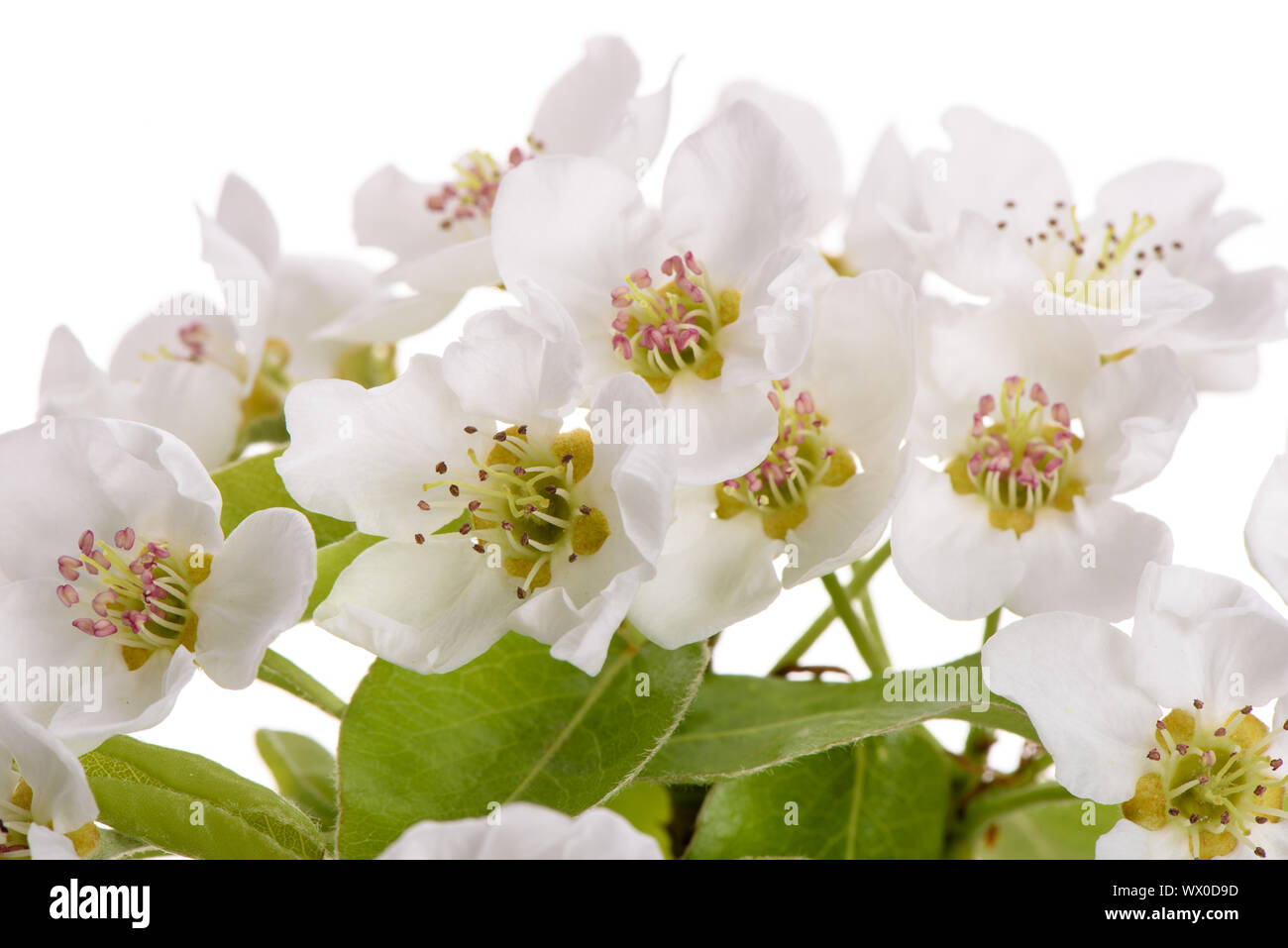 Fiori di fioritura di pear tree isolate su sfondo bianco Foto Stock