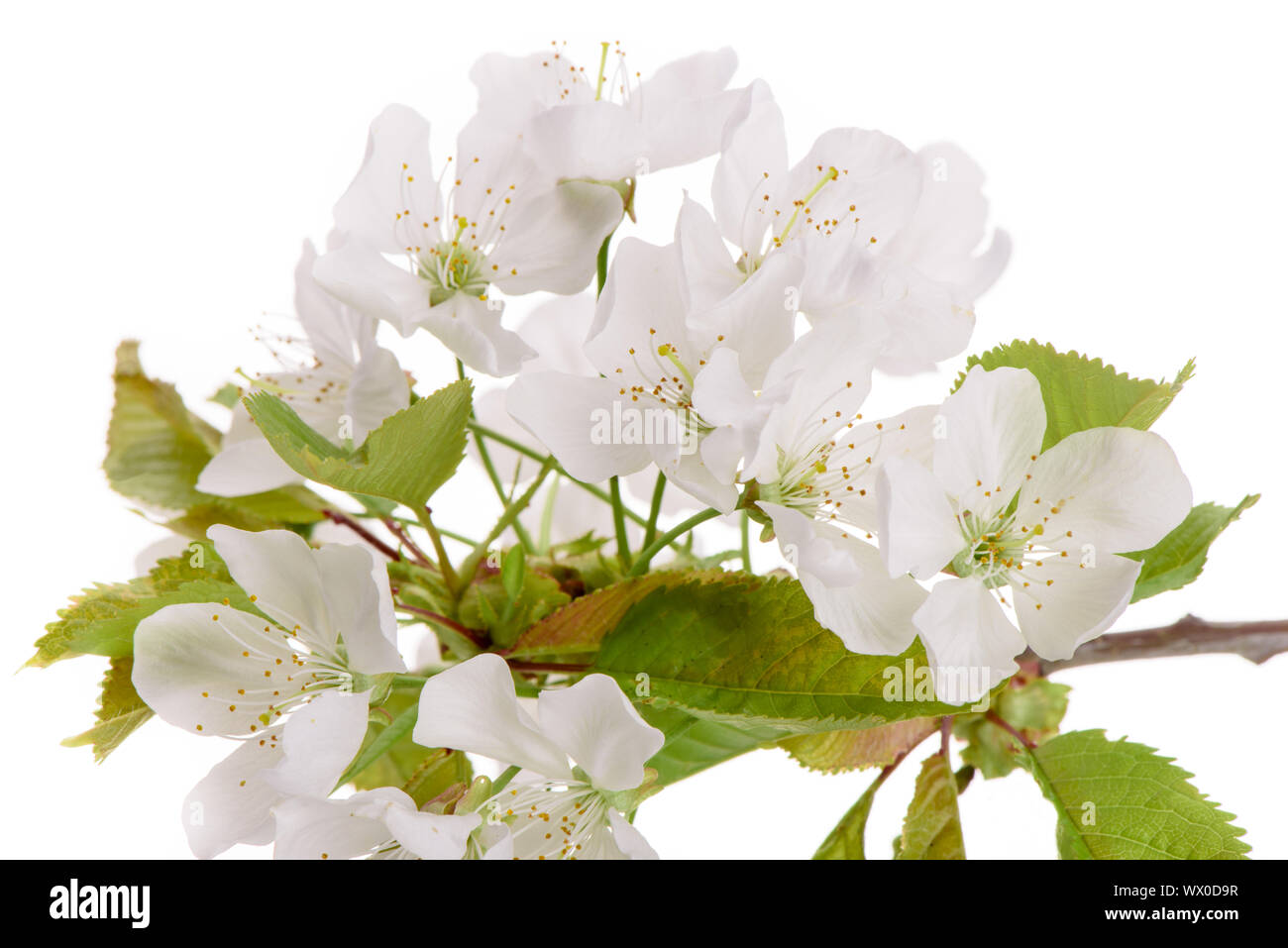 Fioritura di fiori di ciliegio isolate su sfondo bianco Foto Stock