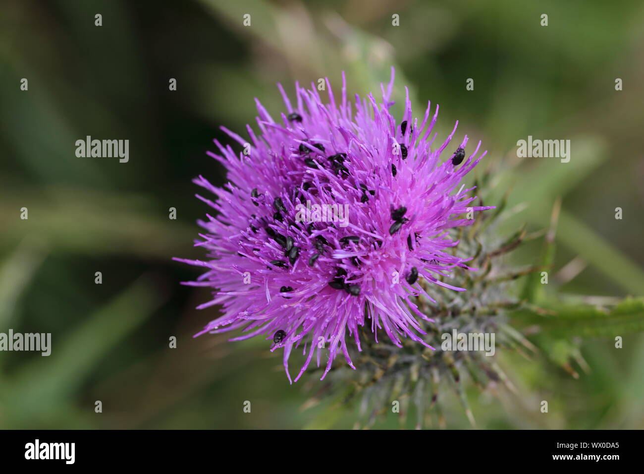 Close-up di thistle inondati con i coleotteri di menta Foto Stock