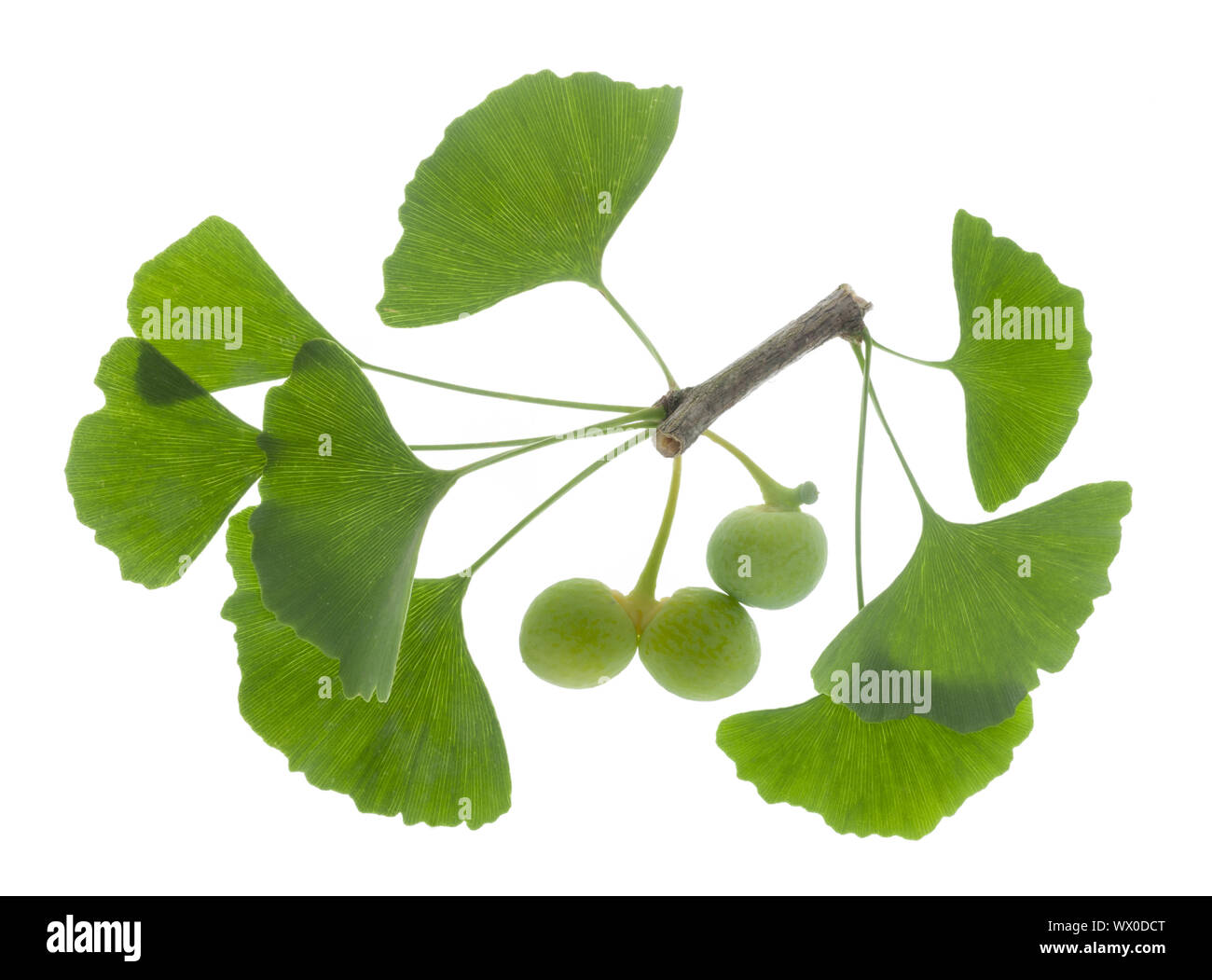 Unico ramoscello con foglie di Ginkgo tree con frutti isolate su sfondo bianco Foto Stock