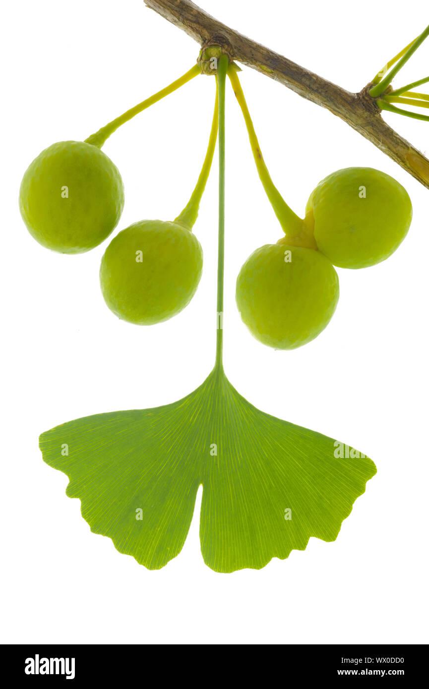 Unico ramoscello con foglie di Ginkgo tree con frutti isolate su sfondo bianco Foto Stock