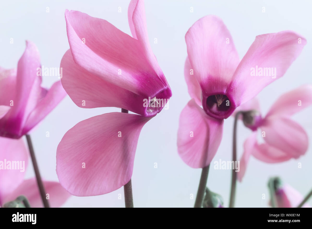 Fioritura ciclamino con fiori e foglie verdi. Foto Stock