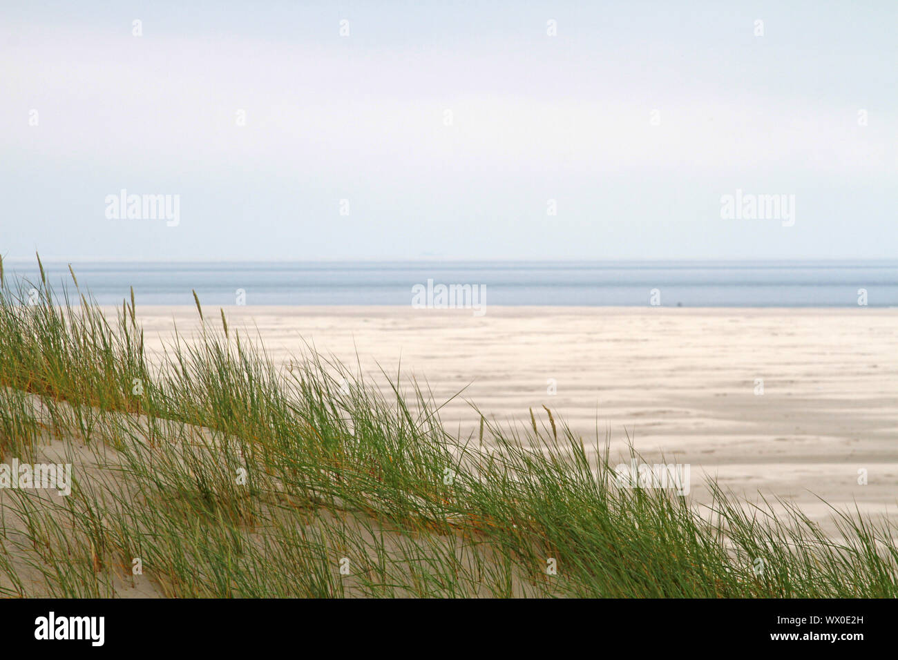 Fore dune sull isola tedesca Amrum Foto Stock