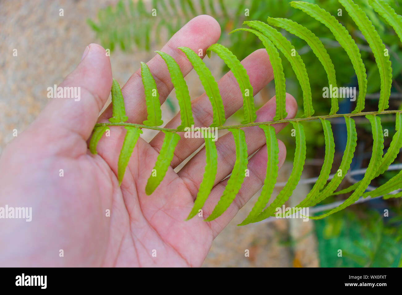 Le mani umane tenendo foglie di felce, vicino fino Verde Verde foglie di felce nelle mani dell'uomo.L'immagine ad alta risoluzione gallery. Foto Stock