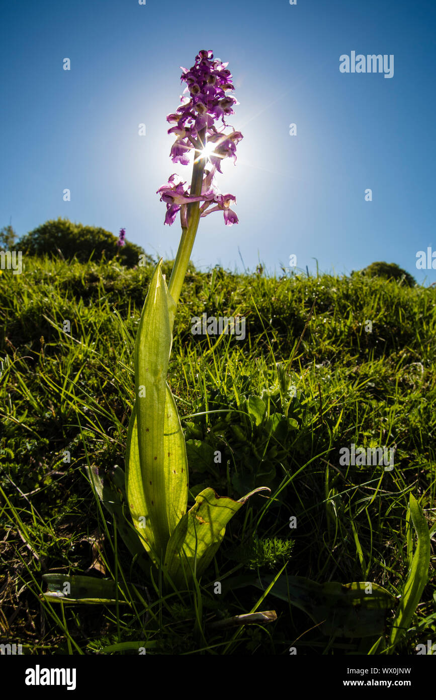 Early-orchidea viola (Orchis mascula), Kent, England, Regno Unito, Europa Foto Stock
