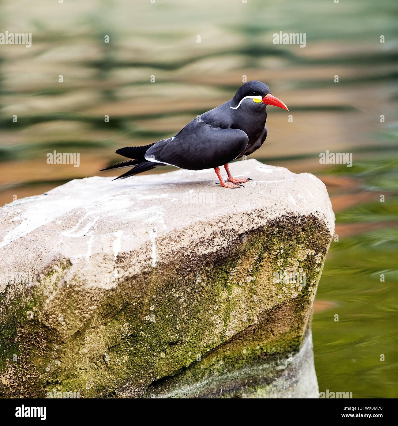 Inca tern (Larosterna inca), Zoo, Krefeld, Basso Reno, Renania settentrionale-Vestfalia, Germania, Europa Foto Stock