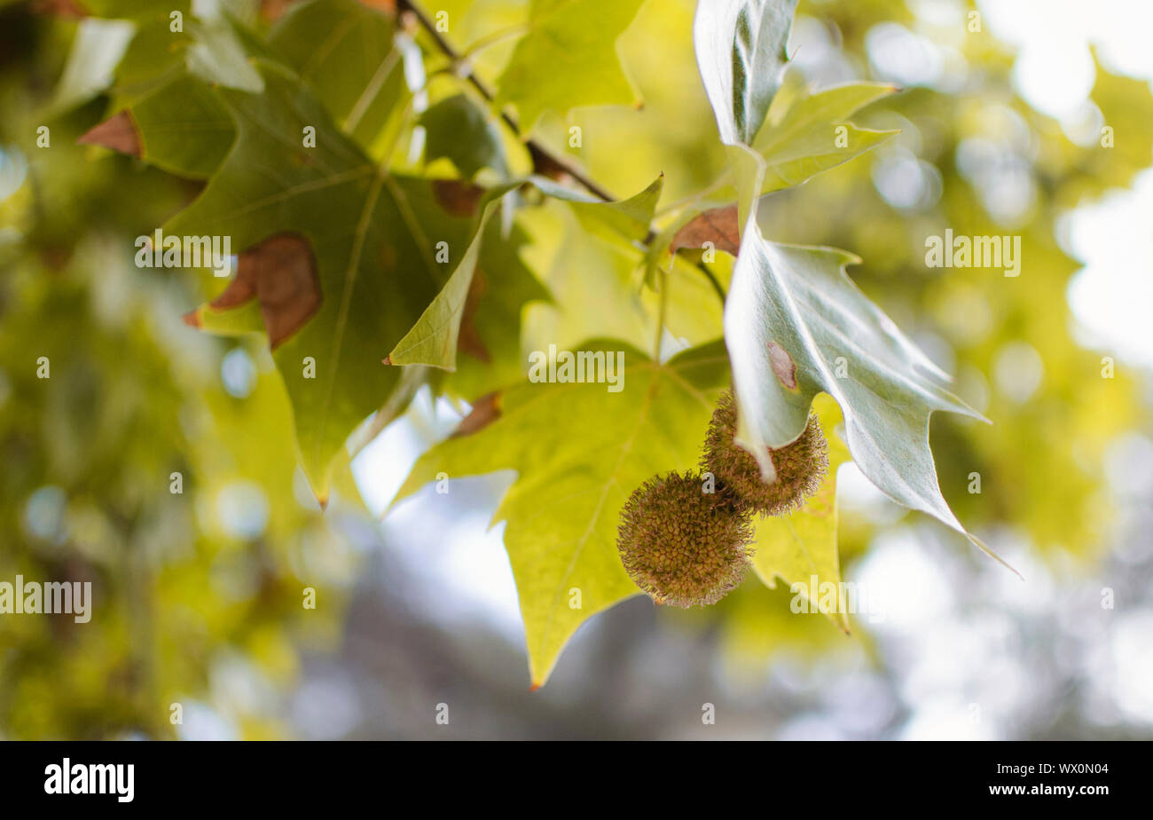 Primo piano dei frutti di un Platanus x hispanica tree Foto Stock