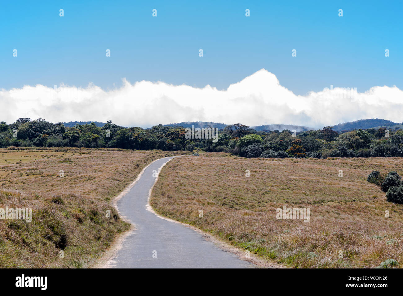 Strada drive-through il Horton Plains, un parco nazionale negli altopiani dello Sri Lanka Foto Stock