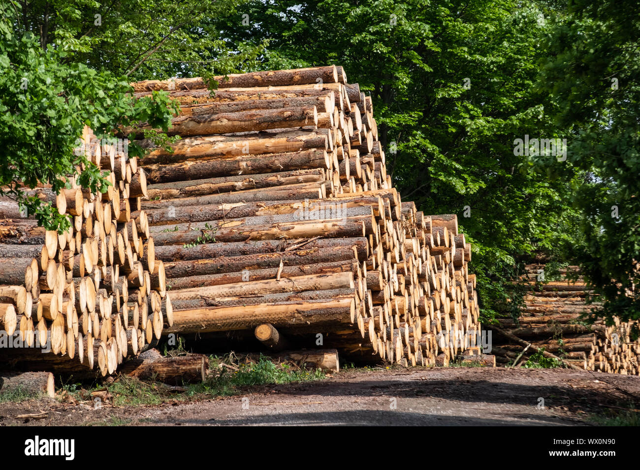 Silvicoltura pali di legno di legno di abete rosso Foto Stock