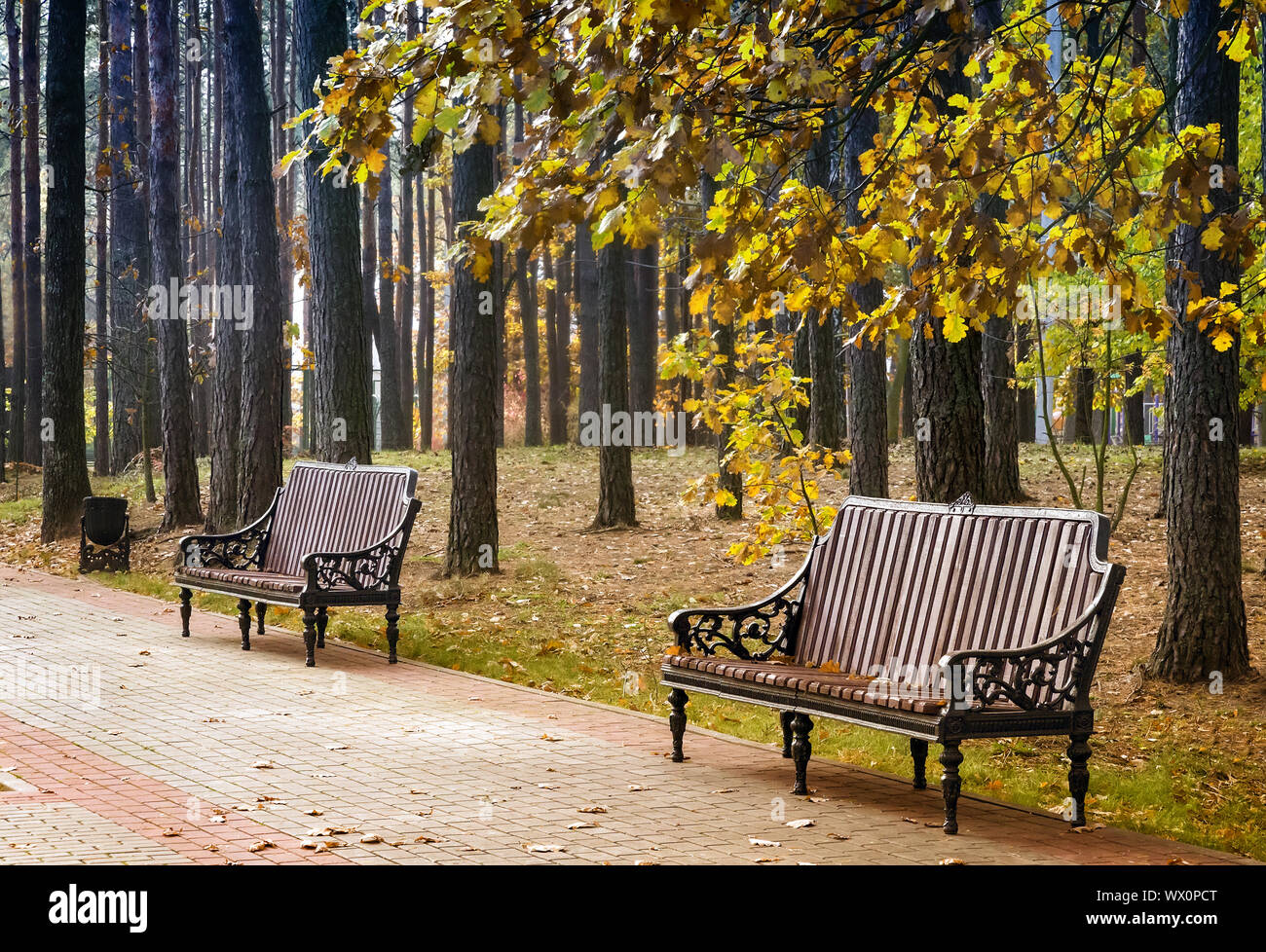 Paesaggio autunnale: Autunno nel parco. Foto Stock