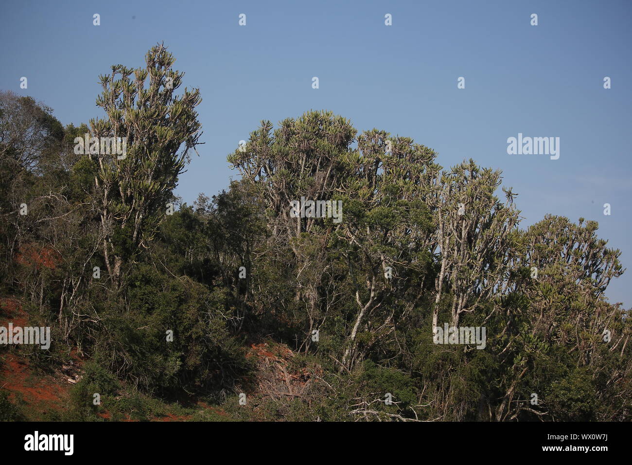 Vegetazione alberata del Parco Nazionale degli Elefanti di Addo, Capo Orientale, Sudafrica Foto Stock