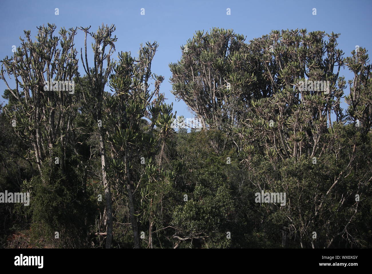 Vegetazione alberata del Parco Nazionale degli Elefanti di Addo, Capo Orientale, Sudafrica Foto Stock