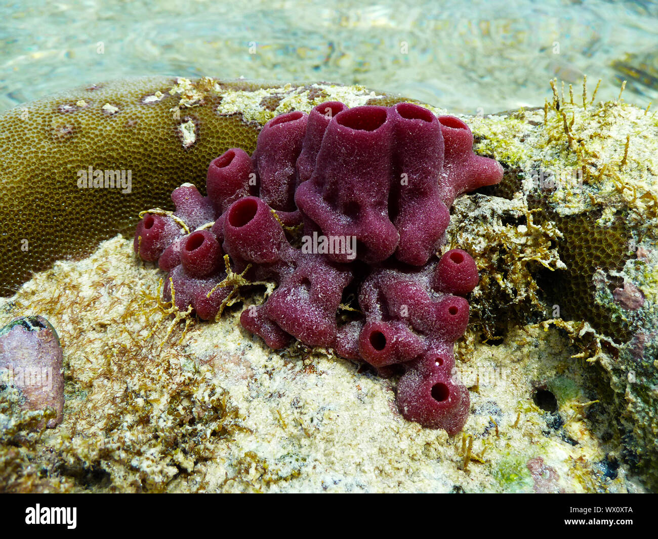 La forma Demosponges 90% di spugna di gruppo familiare. Un animale di più primitiva ordine che sarebbe stato uno dei primi "complessa" la vita Foto Stock