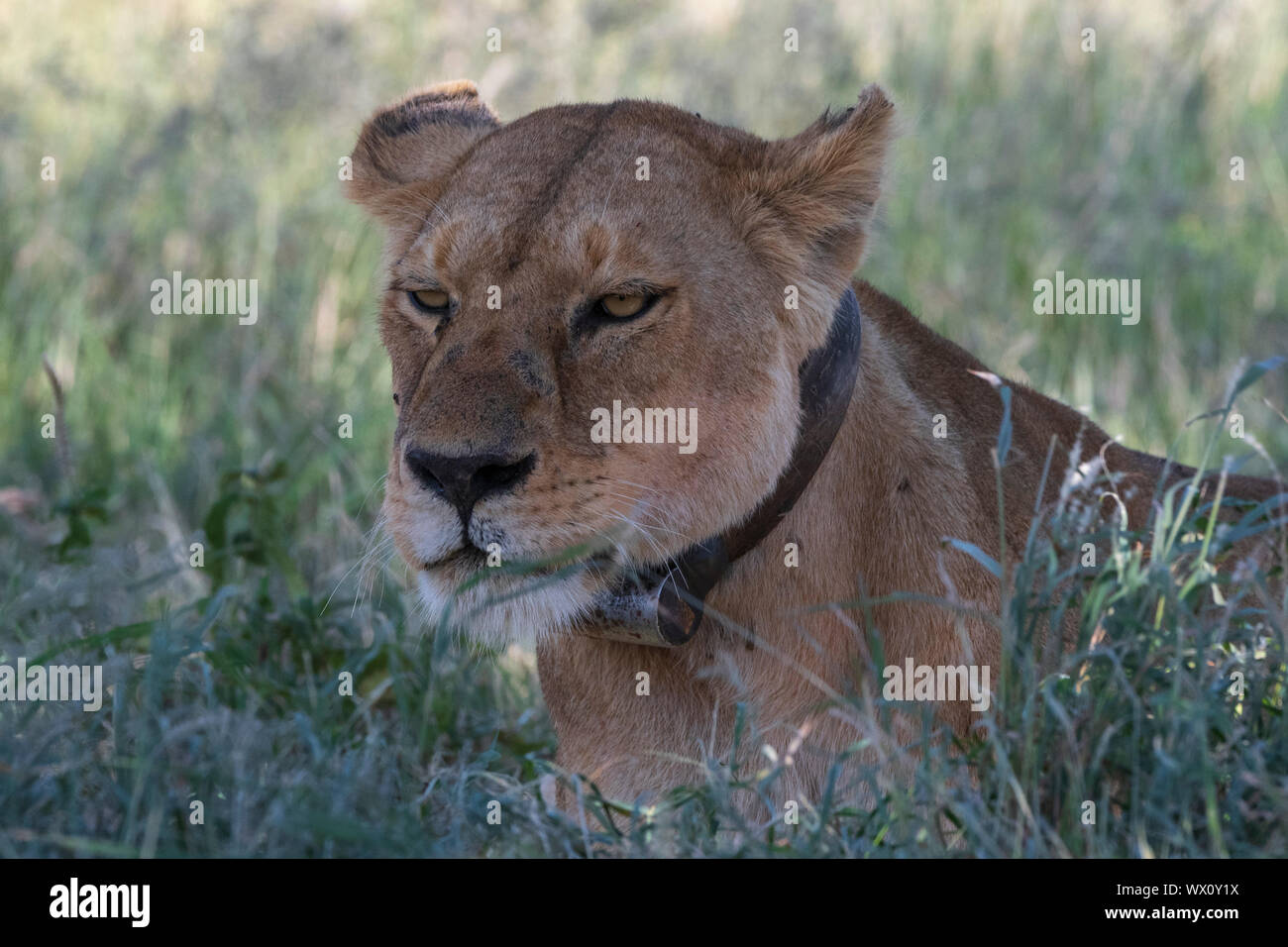 Leonessa (Panthera leo), Seronera, Serengeti National Park, sito Patrimonio Mondiale dell'UNESCO, Tanzania, Africa orientale, Africa Foto Stock