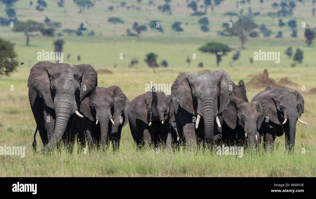 Africa mandria di elefante africano (Loxodonta africana) passeggiate nel Serengeti, Sito Patrimonio Mondiale dell'UNESCO, Tanzania, Africa orientale, Africa Foto Stock