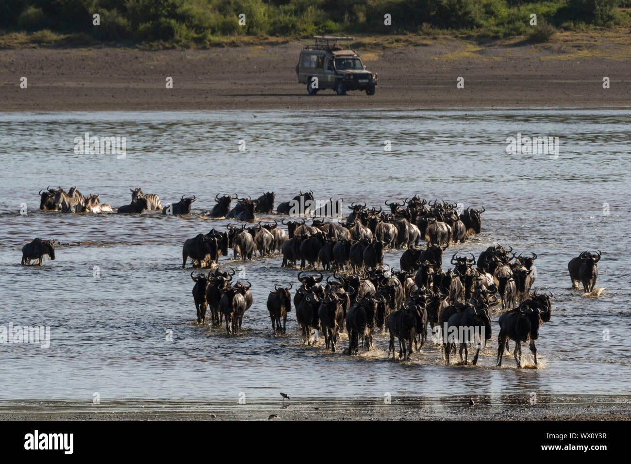Tourist watching GNU (Chonnochaetes tautinus), attraversando il lago Ndutu, Serengeti, Sito Patrimonio Mondiale dell'UNESCO, Tanzania, Africa orientale, Africa Foto Stock