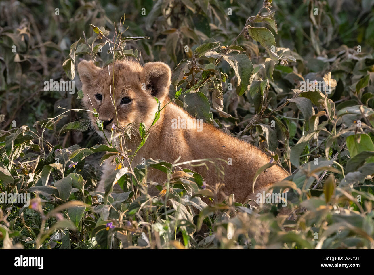 Lion cub (Panthera leo), Ndutu, Ngorongoro Conservation Area, Serengeti, Sito Patrimonio Mondiale dell'UNESCO, Tanzania, Africa orientale, Africa Foto Stock