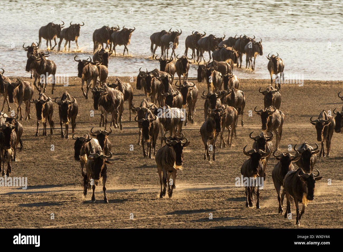 La migrazione di GNU (Chonnochaetes tautinus) attraversando il lago Ndutu, Serengeti, Sito Patrimonio Mondiale dell'UNESCO, Tanzania, Africa orientale, Africa Foto Stock