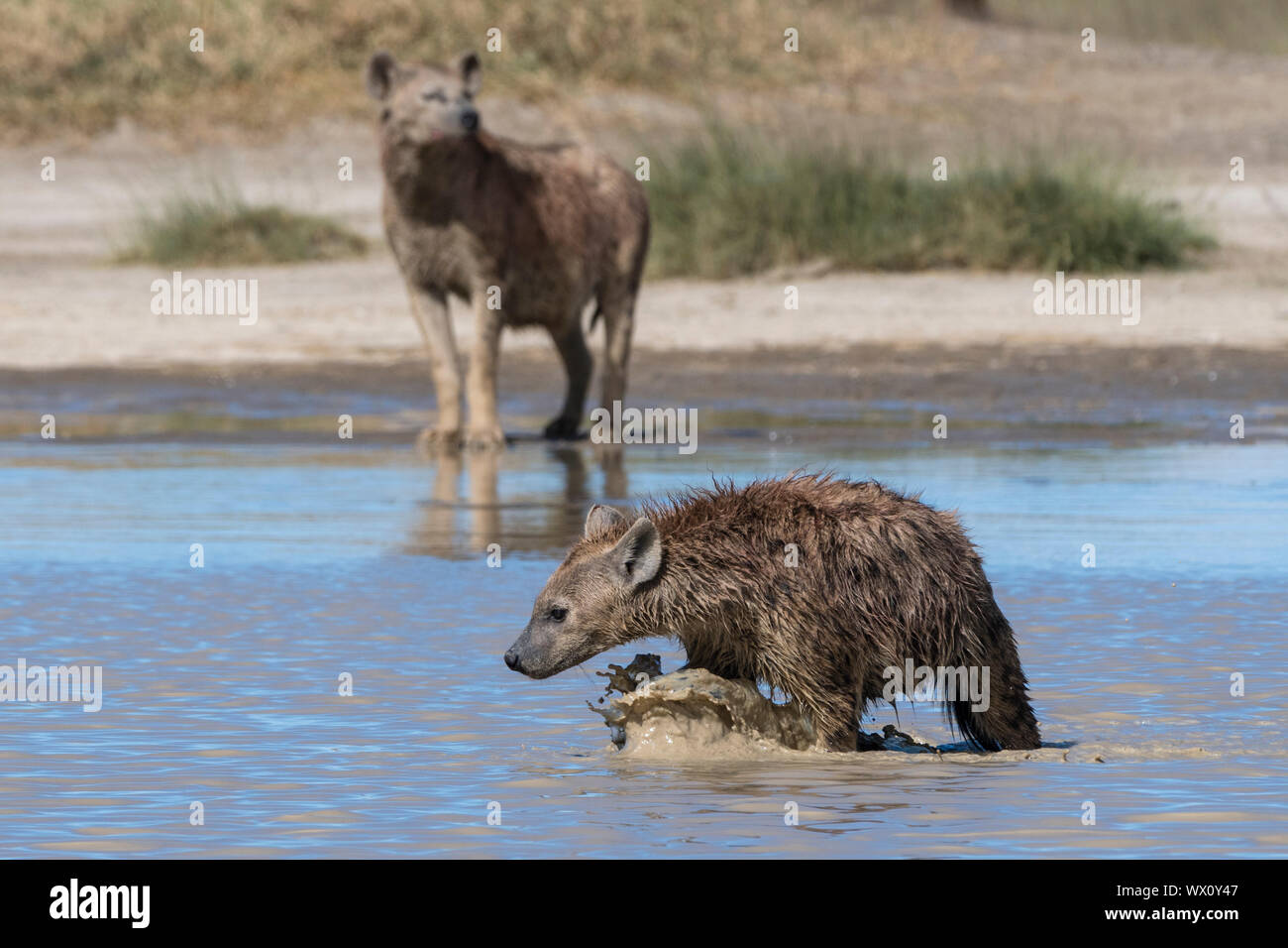 Avvistato hyaenas (Crocura crocuta) camminare in acqua, Tanzania, Africa orientale, Africa Foto Stock