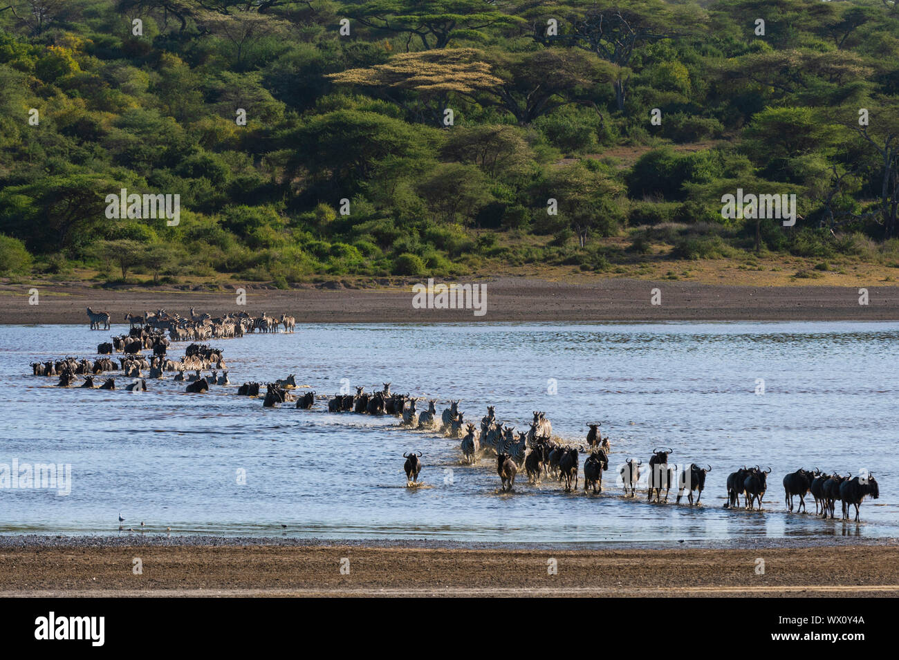 La migrazione di pianure zebre (Equus quagga) e wildebeests (Connochaetes taurinus), attraversando il lago Ndutu, Serengeti, UNESCO, Tanzania, Africa orientale, Africa Foto Stock