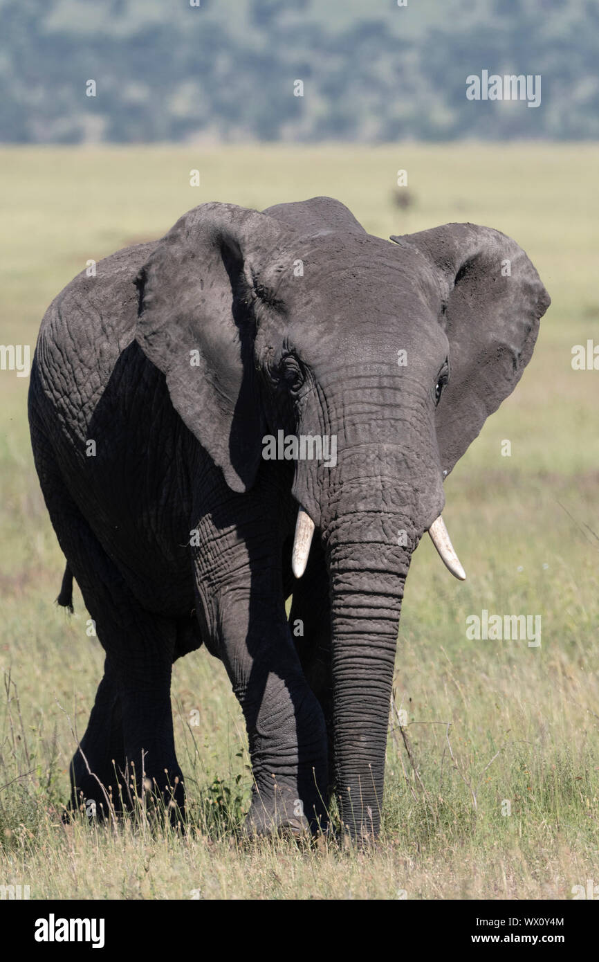 Elefante africano (Loxodonta africana), Seronera, Serengeti National Park, sito Patrimonio Mondiale dell'UNESCO, Tanzania, Africa orientale, Africa Foto Stock