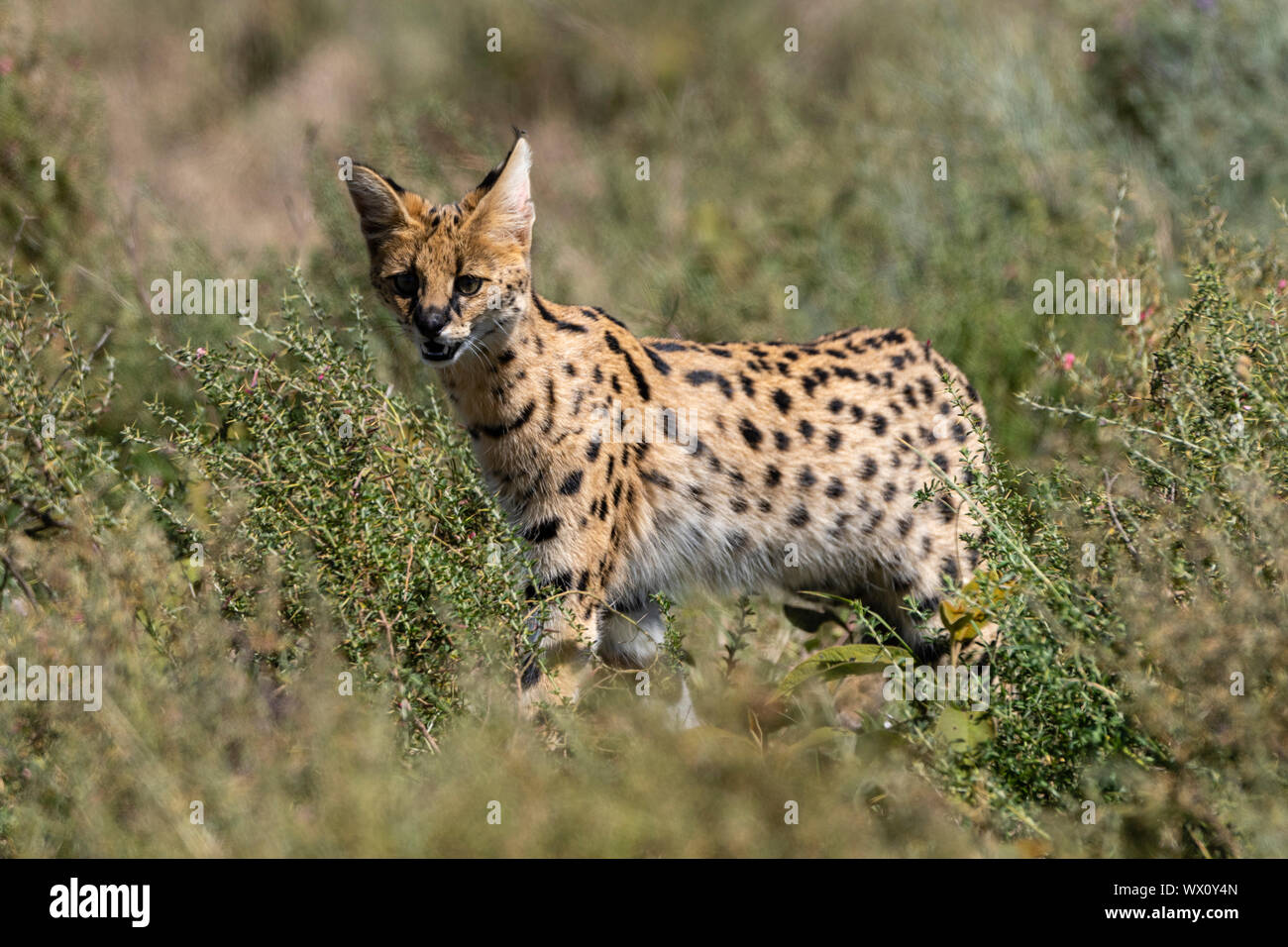 Serval (Leptailurus serval), Ndutu, Ngorongoro Conservation Area, Sito Patrimonio Mondiale dell'UNESCO, Tanzania, Africa orientale, Africa Foto Stock