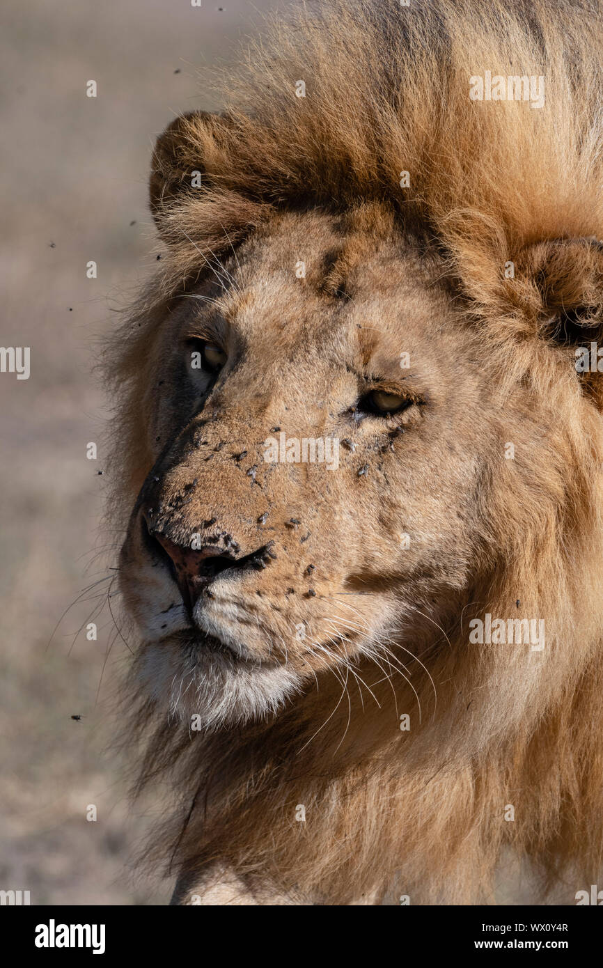 Leone maschio (Panthera leo), Ndutu, Ngorongoro Conservation Area, Sito Patrimonio Mondiale dell'UNESCO, Tanzania, Africa orientale, Africa Foto Stock
