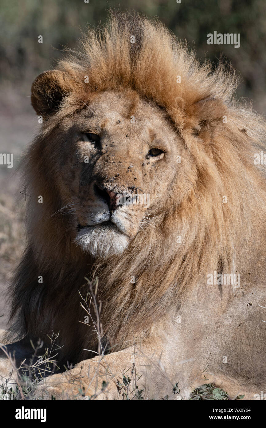 Leone maschio (Panthera leo), Ndutu, Ngorongoro Conservation Area, Sito Patrimonio Mondiale dell'UNESCO, Tanzania, Africa orientale, Africa Foto Stock