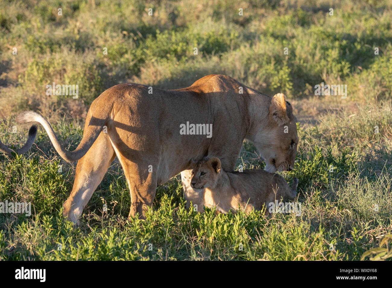 Leonessa (Panthera leo) e il suo cucciolo, Ndutu, Ngorongoro Conservation Area, Sito Patrimonio Mondiale dell'UNESCO, Tanzania, Africa orientale, Africa Foto Stock