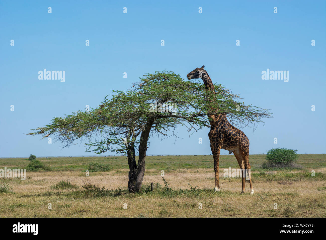 Masai giraffe (Giraffa camelopardalis tippelskirchi), Ndutu, Serengeti Sito Patrimonio Mondiale dell'UNESCO, Tanzania, Africa orientale, Africa Foto Stock
