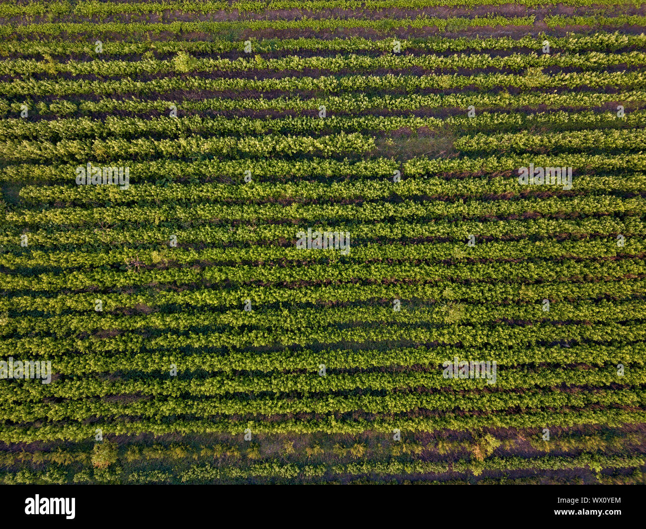 Righe del suolo con giovani piantine germogliate in primavera, vista dall'alto Foto Stock