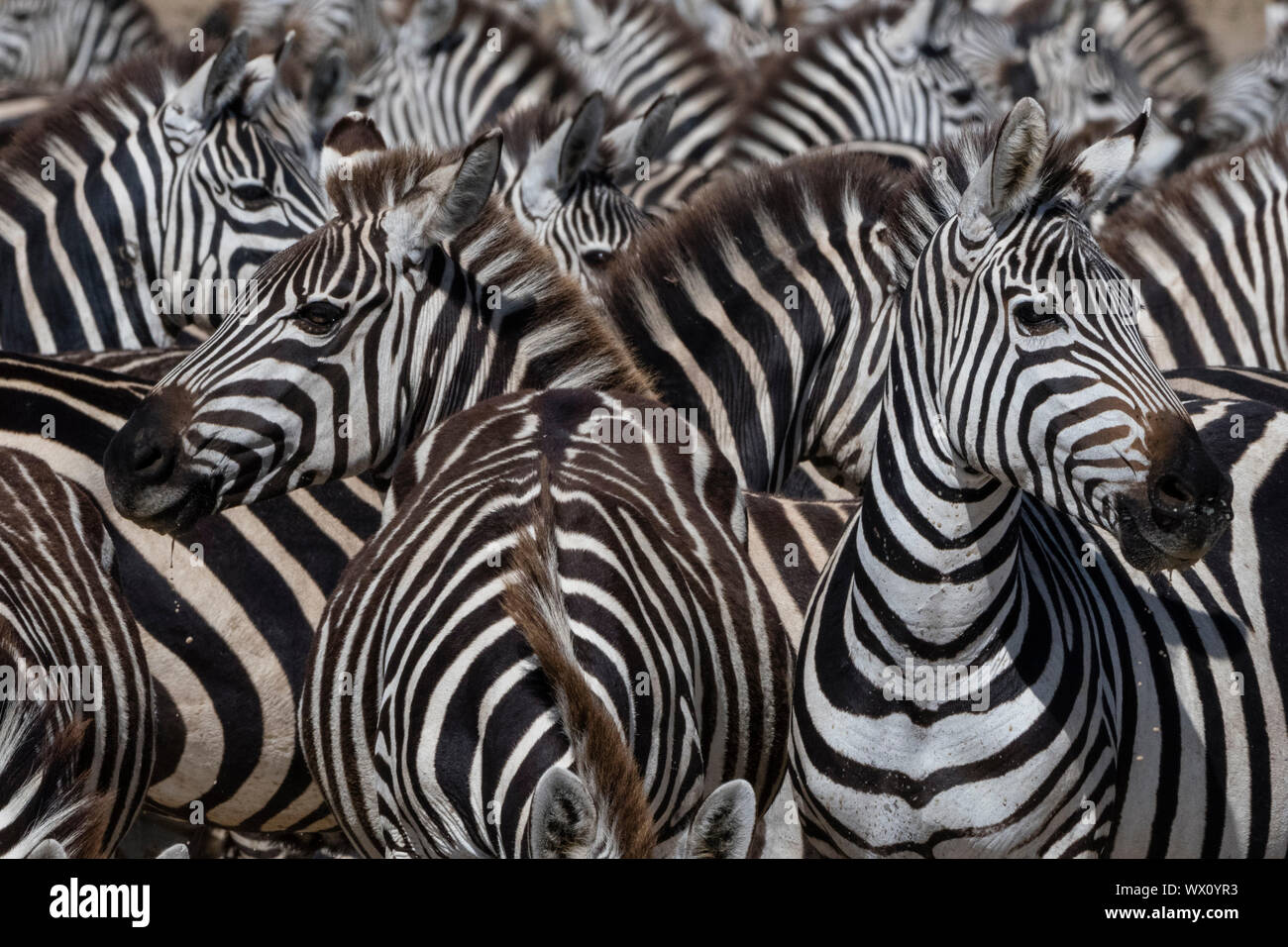 Una mandria di pianura zebre (Equus quagga) nella valle nascosta, Tanzania, Africa orientale, Africa Foto Stock