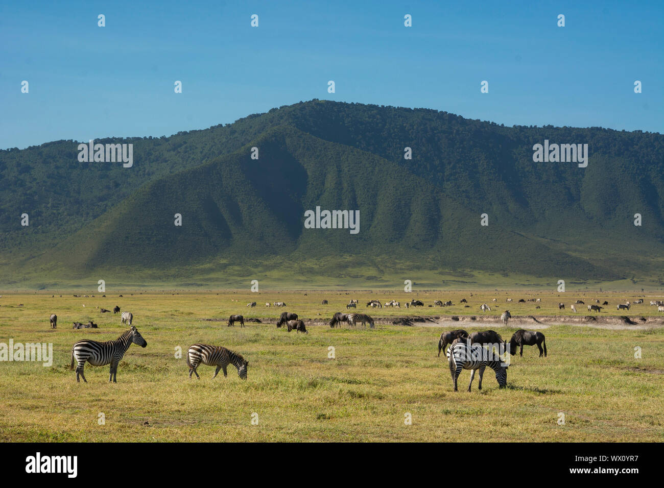 Zebre comune (Equus quagga) nel cratere di Ngorongoro, Ngorongoro Conservation Area, Sito Patrimonio Mondiale dell'UNESCO, Tanzania, Africa orientale, Africa Foto Stock