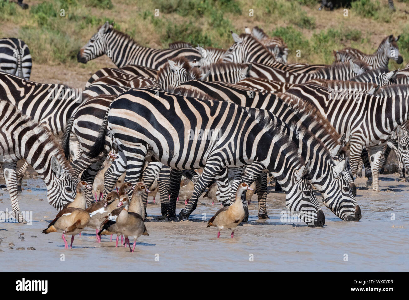 Le pianure zebre (Equus quagga), Ndutu, Serengeti, Sito Patrimonio Mondiale dell'UNESCO, Tanzania, Africa orientale, Africa Foto Stock