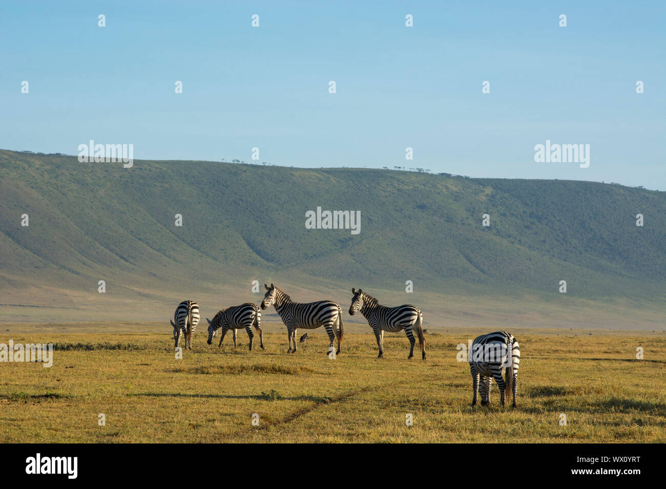 Zebre comune (Equus quagga) nel cratere di Ngorongoro, Ngorongoro Conservation Area, Sito Patrimonio Mondiale dell'UNESCO, Tanzania, Africa orientale, Africa Foto Stock