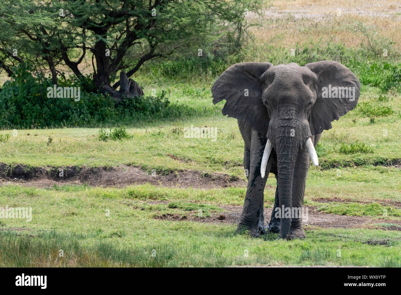 Elefante africano (Loxodonta africana), Seronera, Serengeti National Park, sito Patrimonio Mondiale dell'UNESCO, Tanzania, Africa orientale, Africa Foto Stock