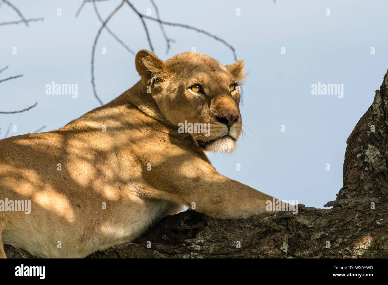 Leonessa (Panthera leo) su un albero, Ndutu, Ngorongoro Conservation Area, Sito Patrimonio Mondiale dell'UNESCO, Tanzania, Africa orientale, Africa Foto Stock