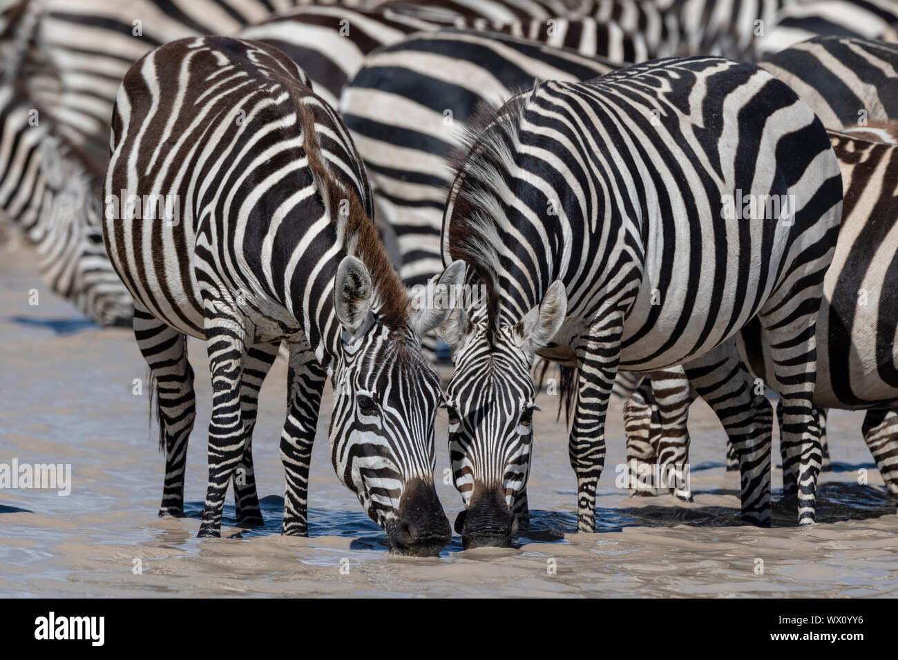 Le pianure zebre (Equus quagga), Ndutu, Serengeti, Sito Patrimonio Mondiale dell'UNESCO, Tanzania, Africa orientale, Africa Foto Stock