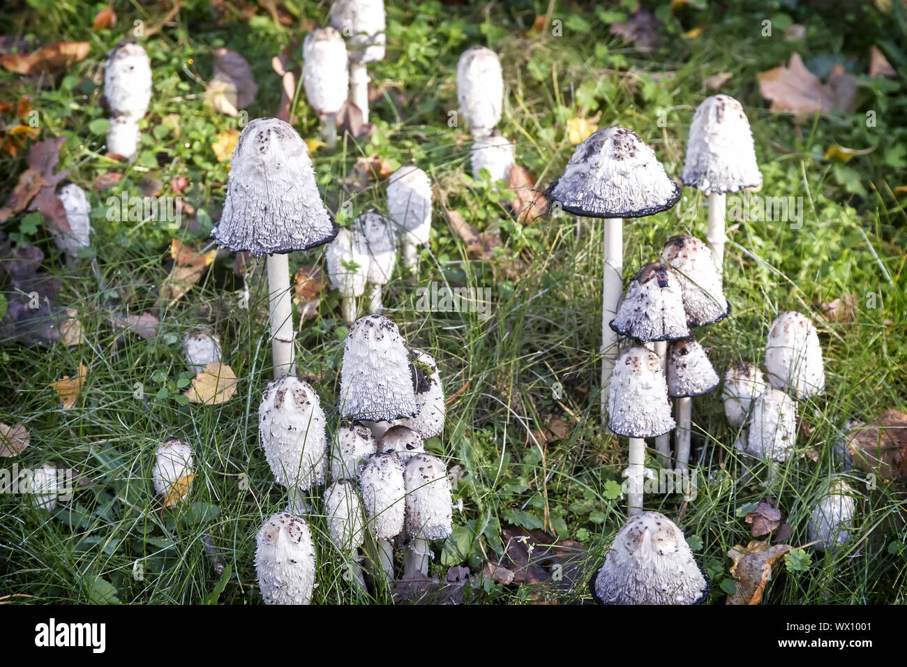 Non commestibili funghi velenosi toadstools. Foto Stock