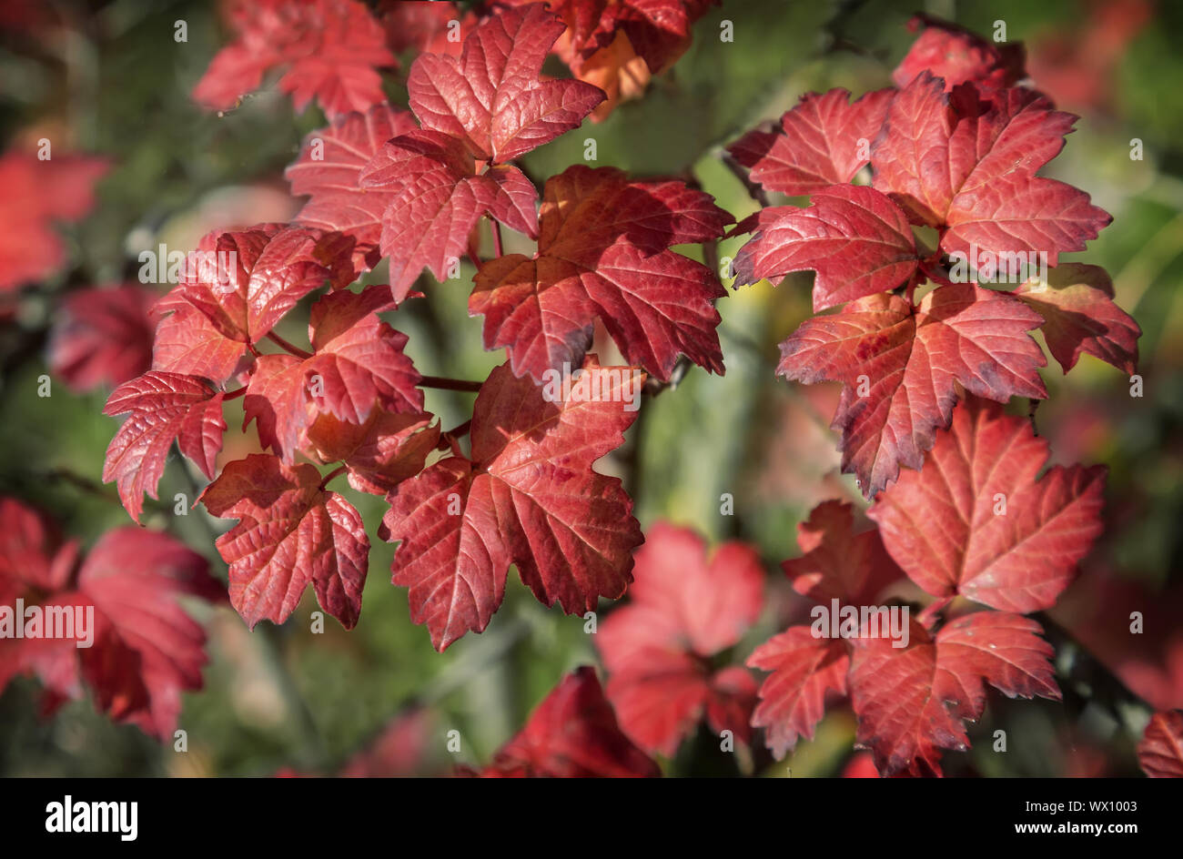 Paesaggio autunnale nella foresta con un Arbusto con foglie rosse. Foto Stock