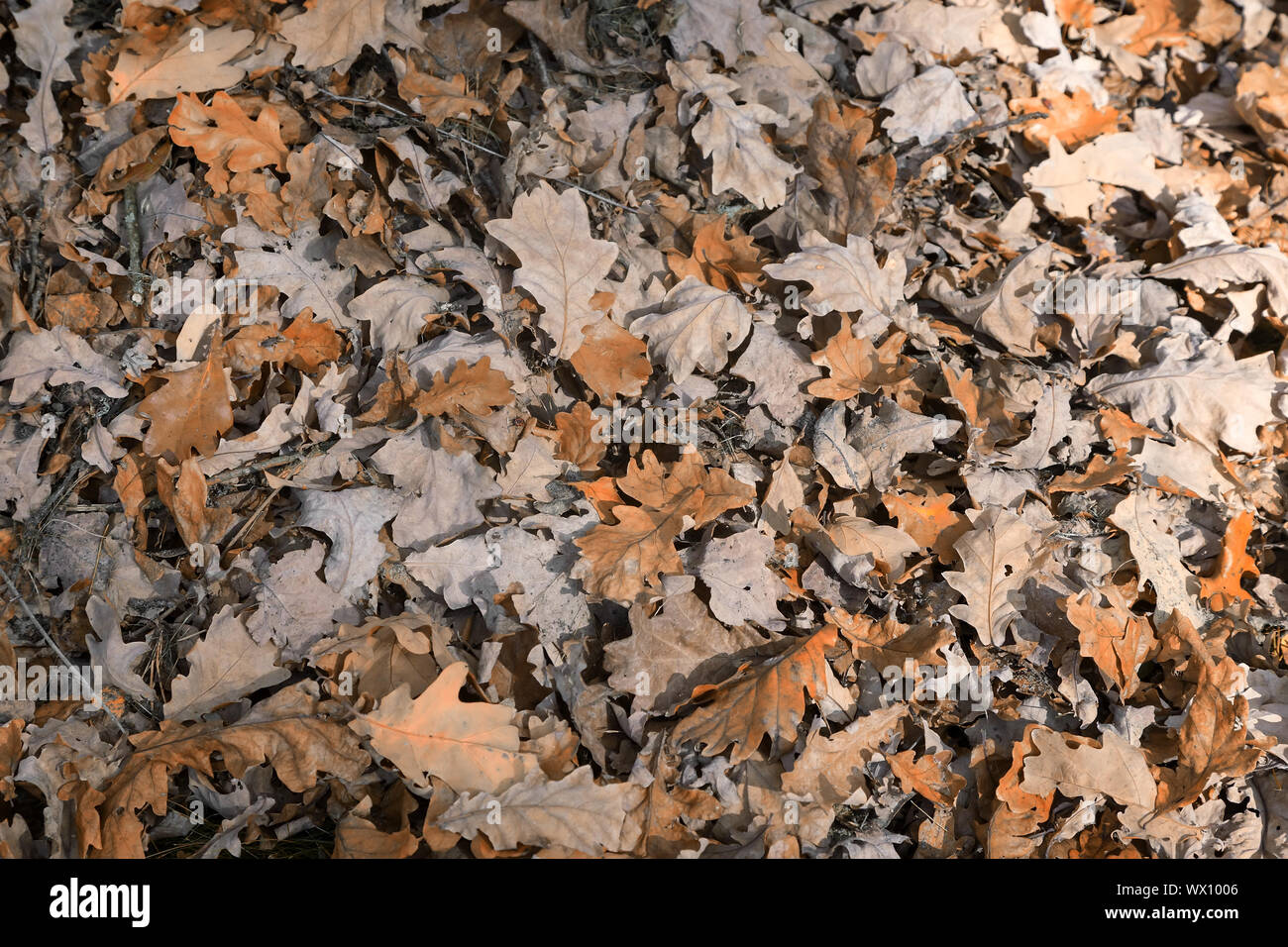 Scesi dalla struttura ad albero autunno di foglie di quercia Foto Stock