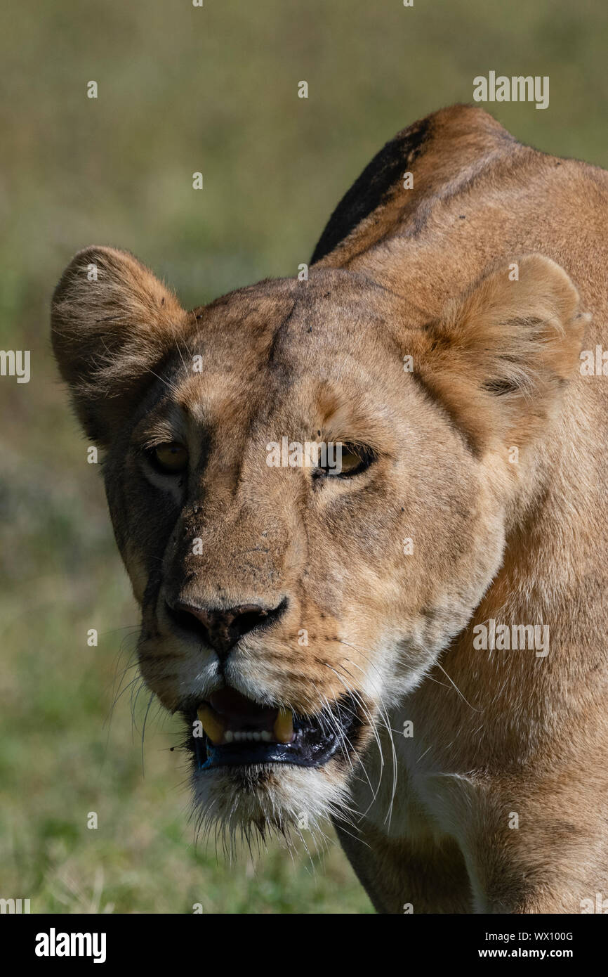 Leonessa (Panthera leo), il cratere di Ngorongoro, Ngorongoro Conservation Area, Sito Patrimonio Mondiale dell'UNESCO, Tanzania, Africa orientale, Africa Foto Stock