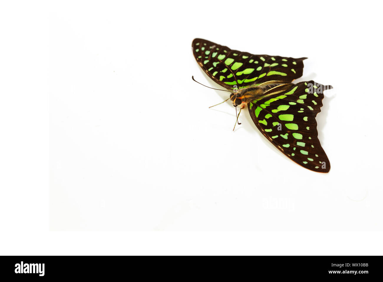 Graphium isolati su sfondo bianco Foto Stock