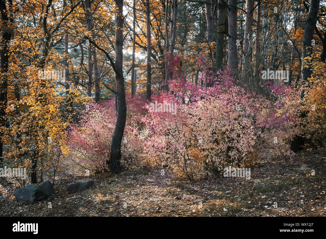 Paesaggio autunnale nella foresta con un Arbusto con foglie rosse. Foto Stock